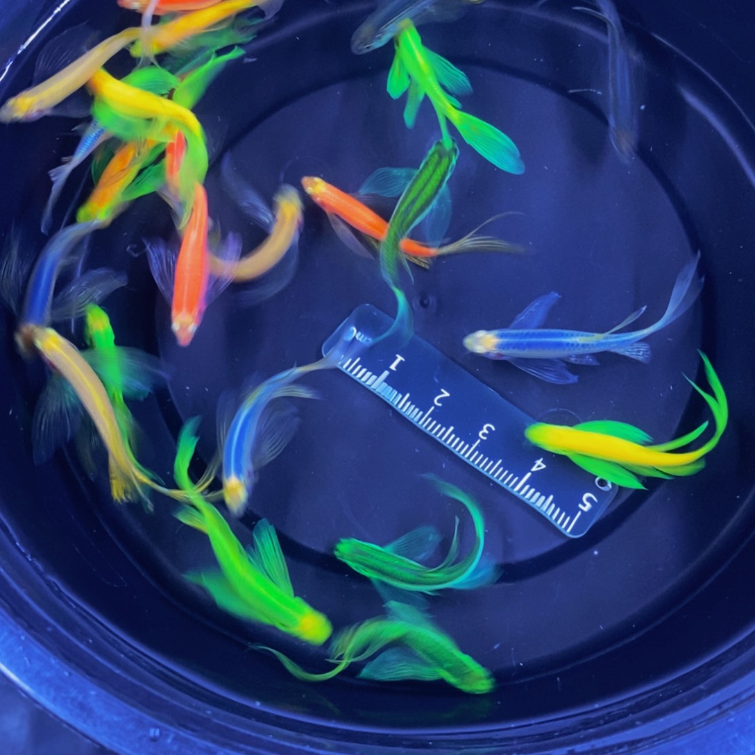 斑马鱼蝶翼斑马3.5厘米以上24送2