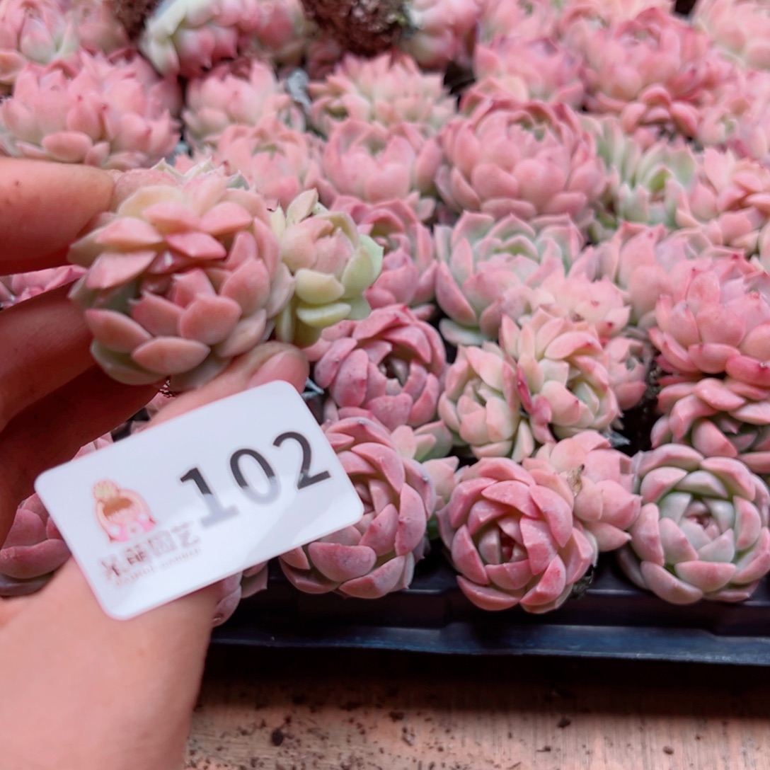 小***～多肉植物多肉植物
