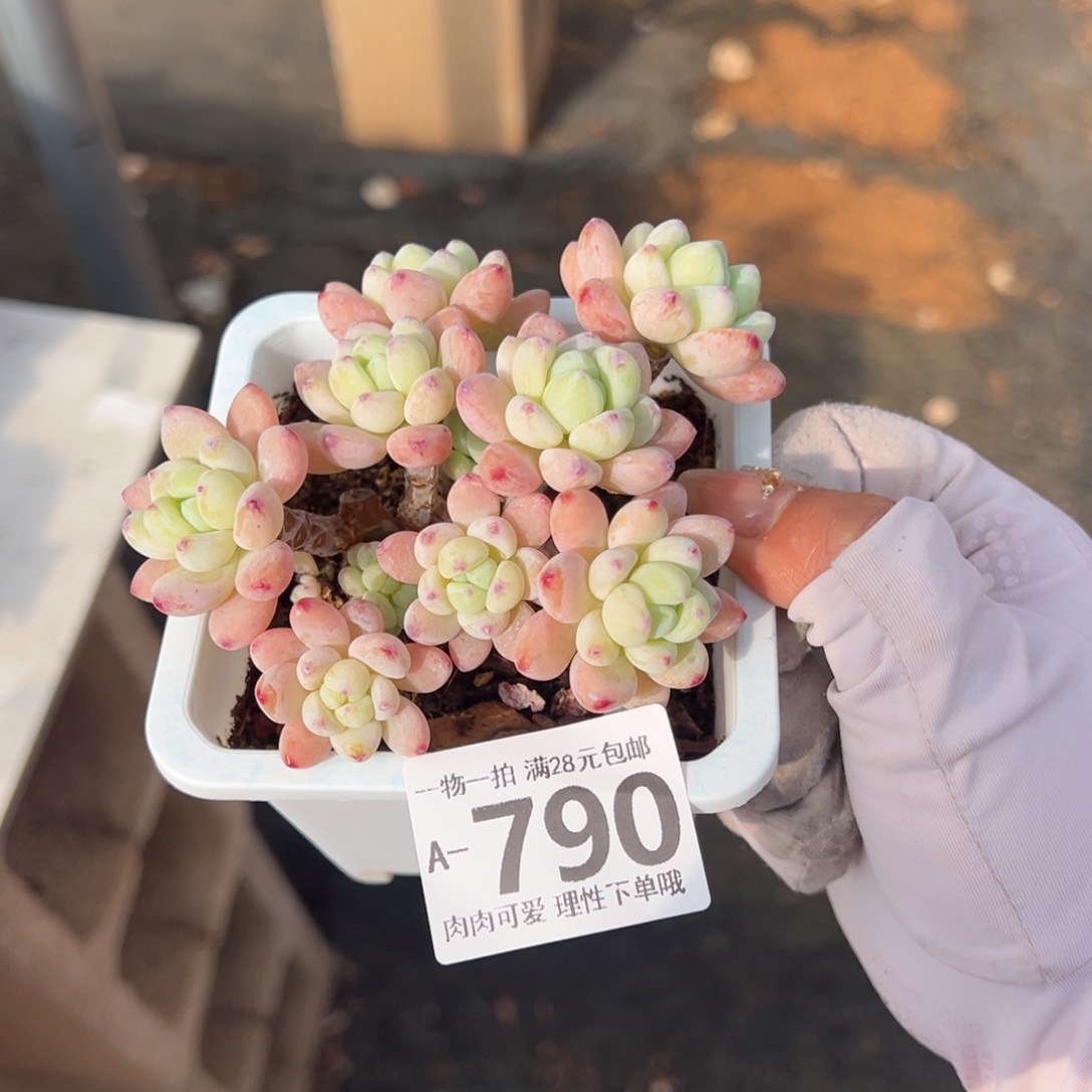 樱花罗绮多肉多肉多肉多肉