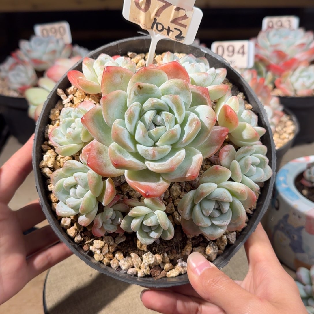 072号手捧老桩冰玉10头2崽