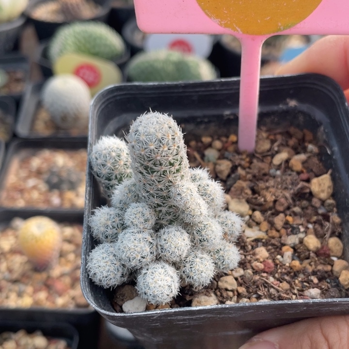 实生孤艳丸0026000000