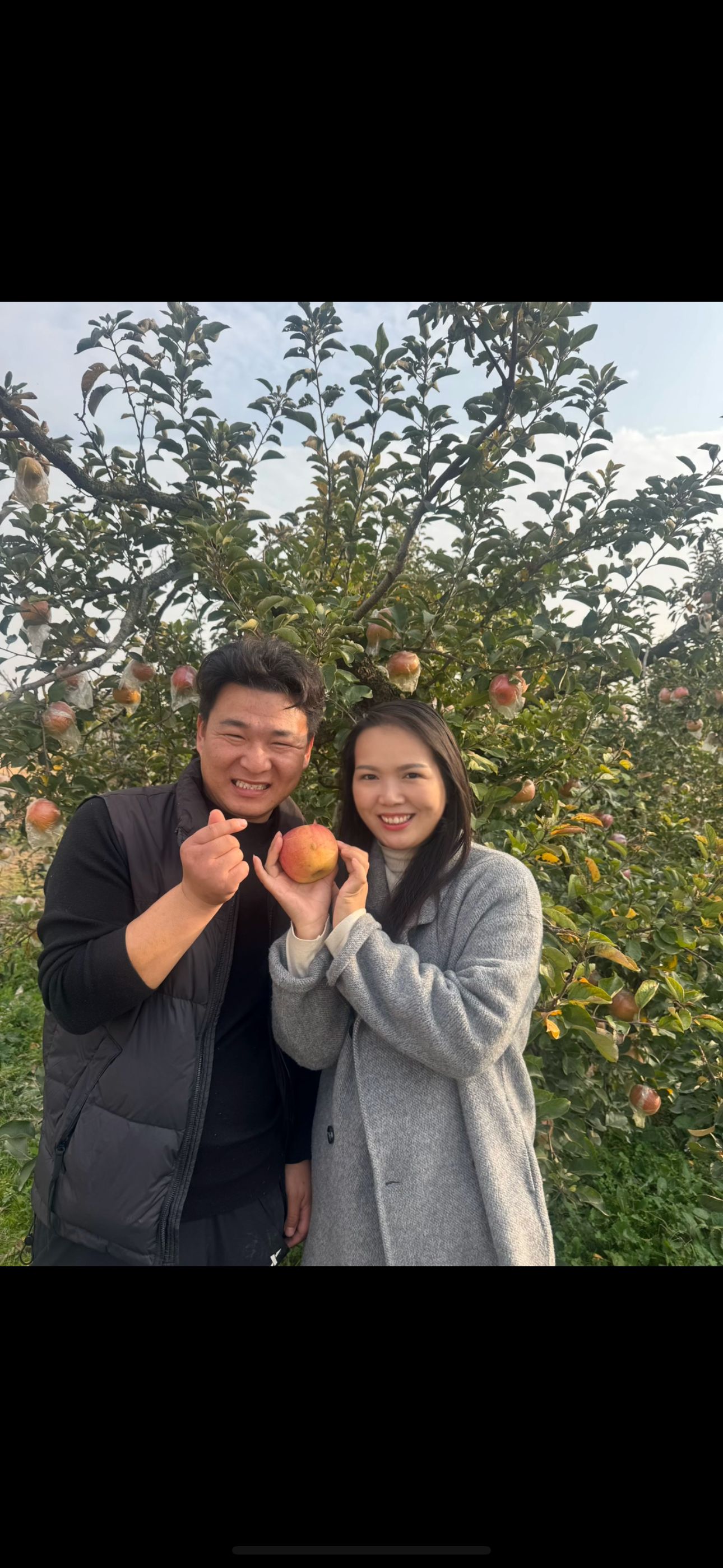 丰县大沙河红富士丑苹果新鲜采摘现摘现发