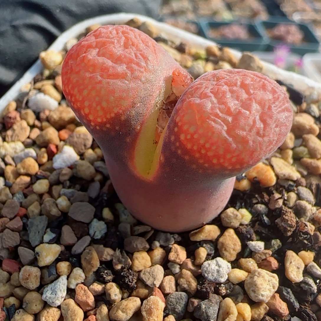 多肉植物草莓泡芙10号