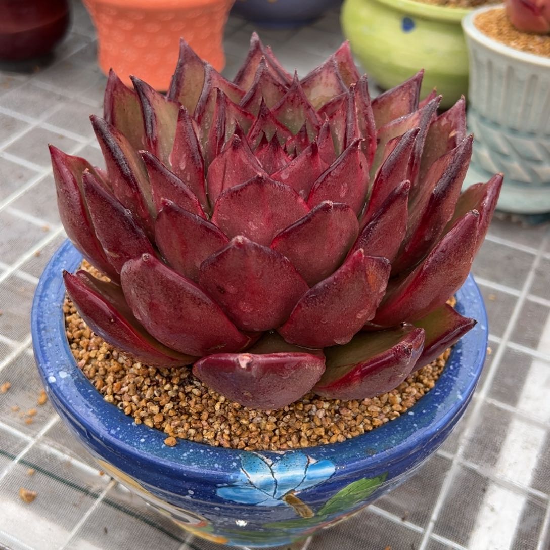 从前慢多肉精选编号0208.68