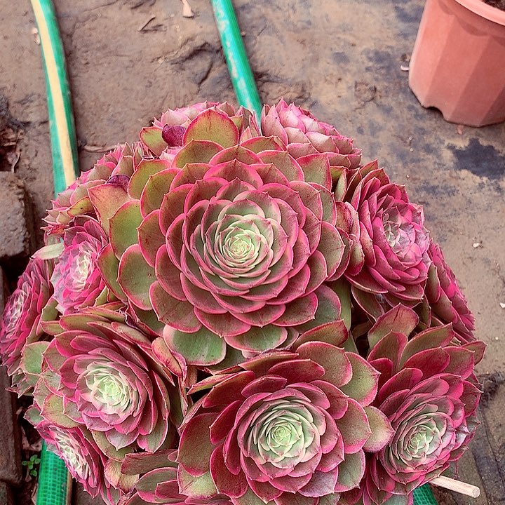 粉花妖，多肉植物