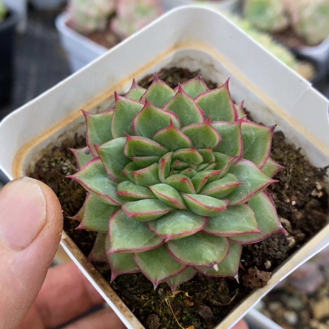 精品多肉一物一拍不包整208