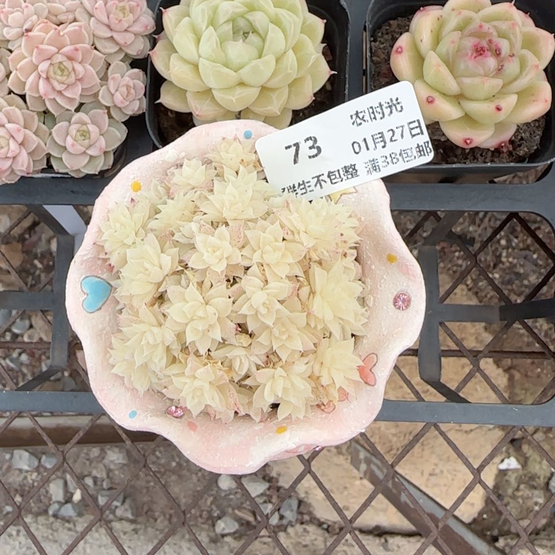 0***1【闪购商品】0127-73珠光麦杆（不含盆