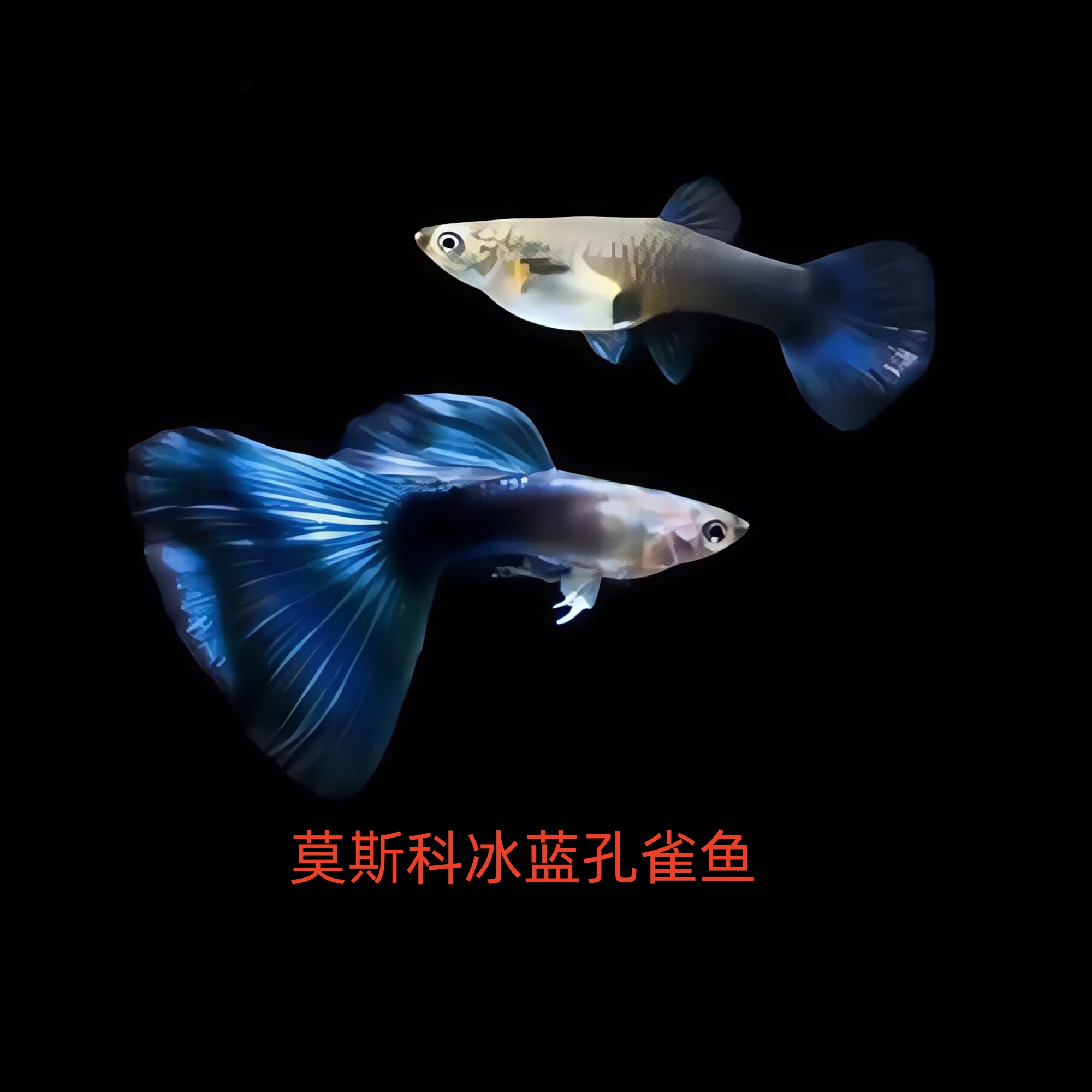 【莫斯科冰蓝】精品孔雀鱼 小型热带观赏鱼