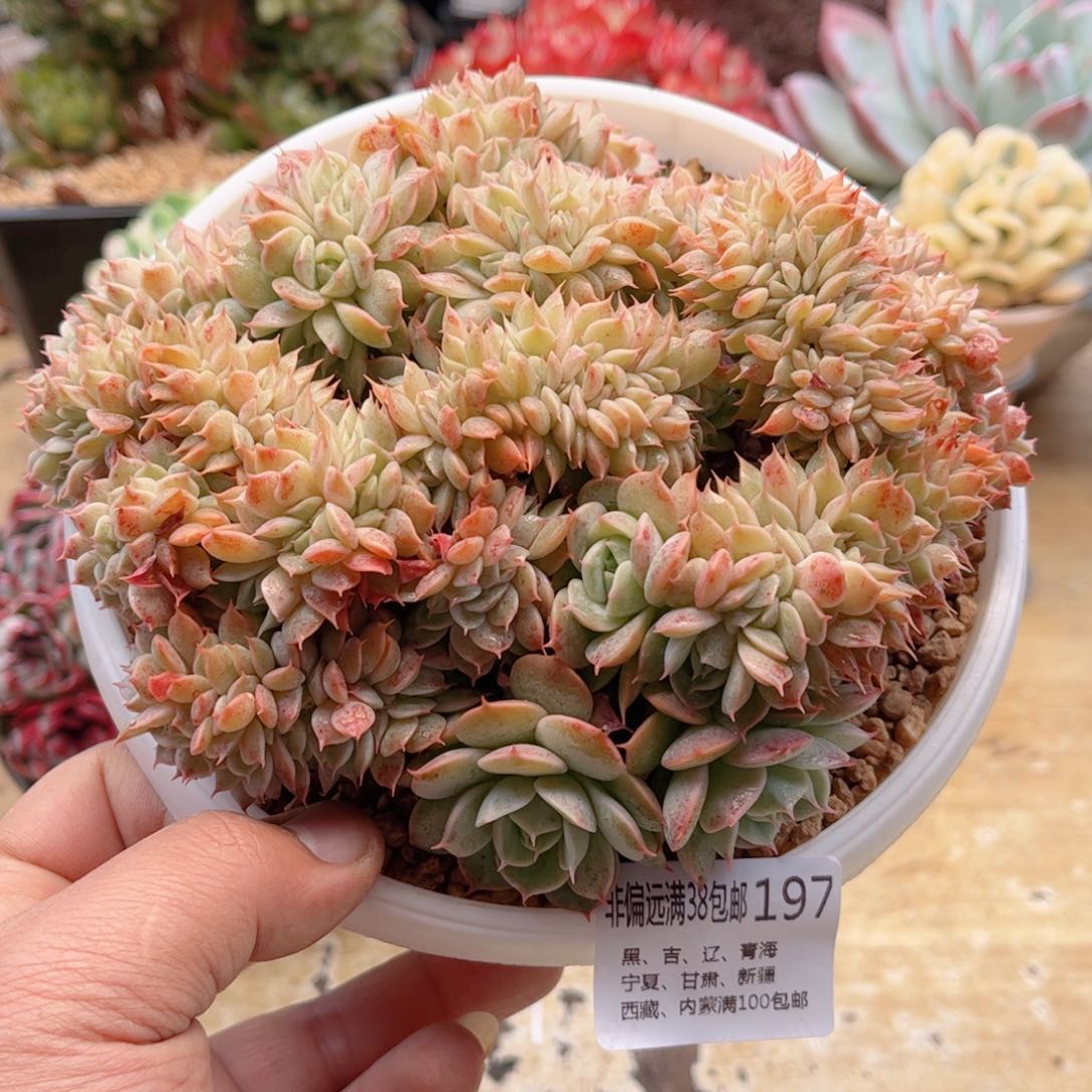 197雪域蓝巴黎缀德华多肉