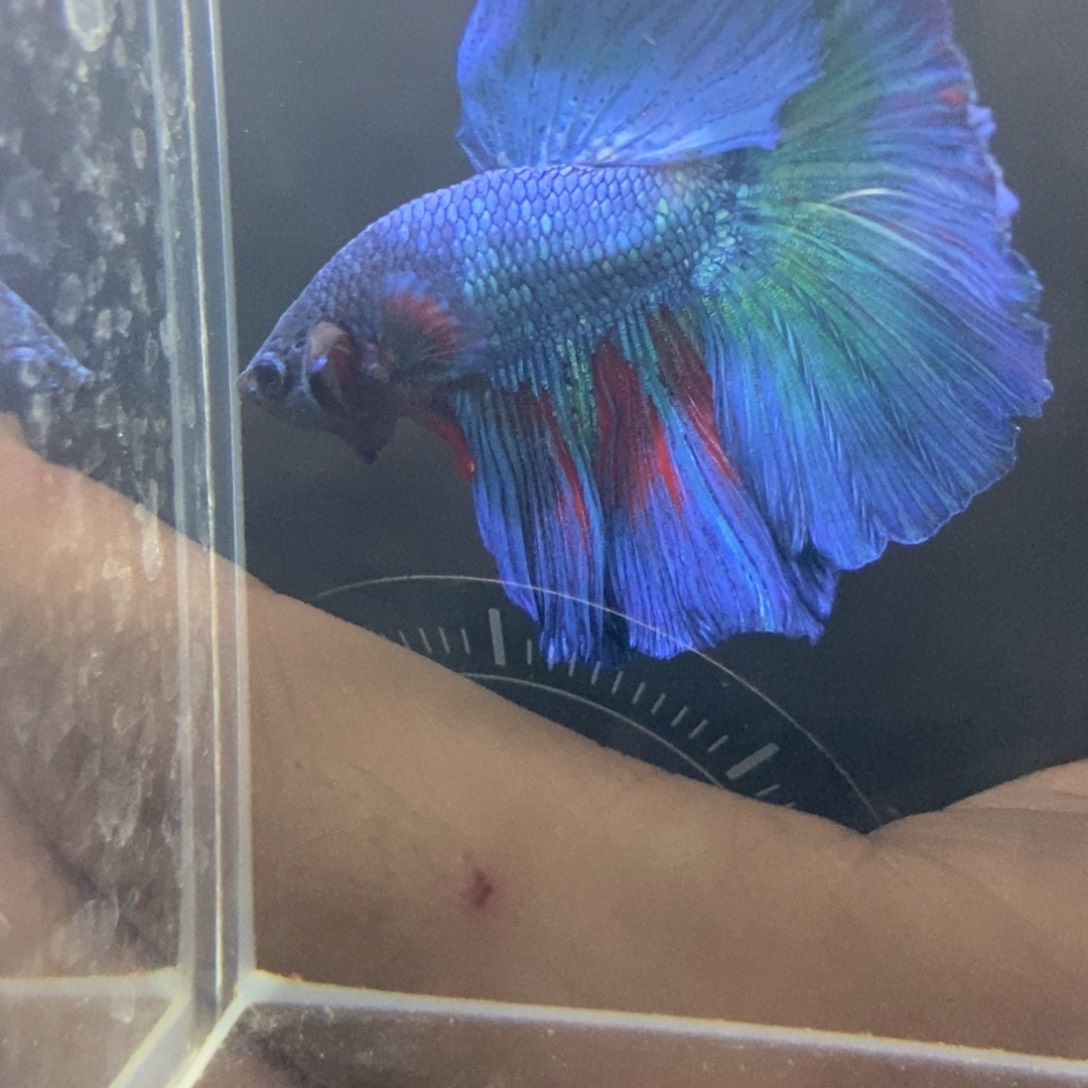 斗鱼包活不包损所见即所得101