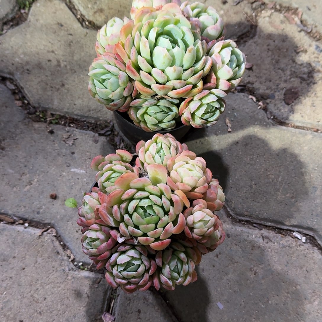 香水贝瑞多肉植物