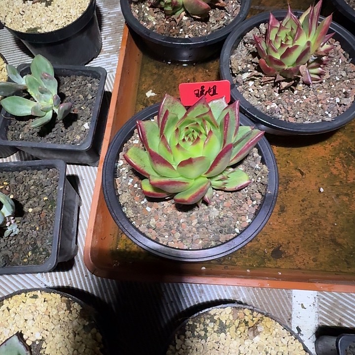 ****晚不能自已才叫一条