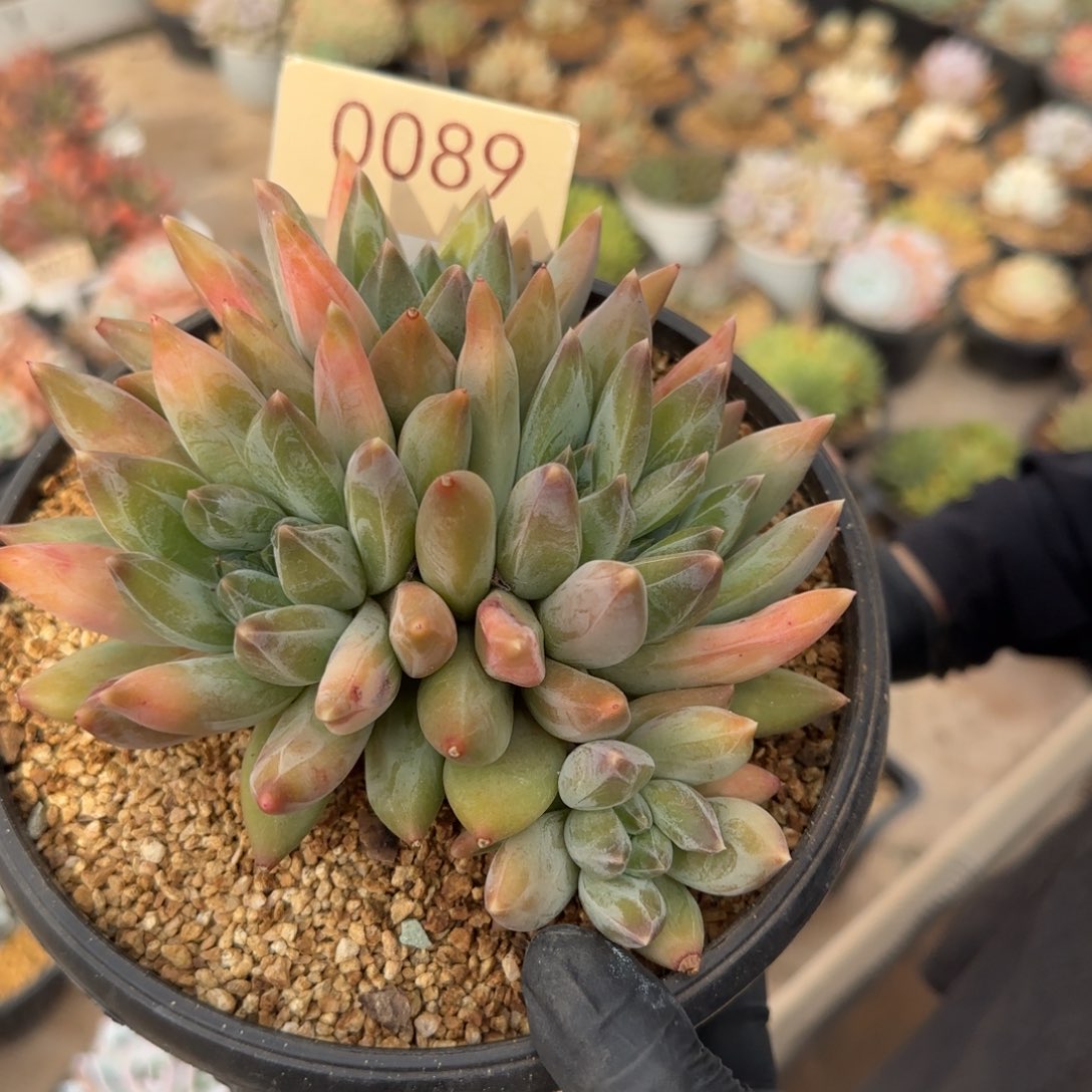 仲***0089。       重楼