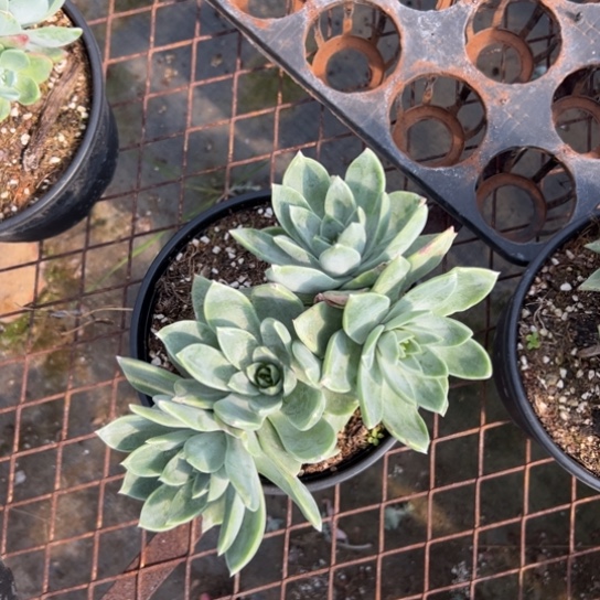 雨*您看看～一物一拍宝宝