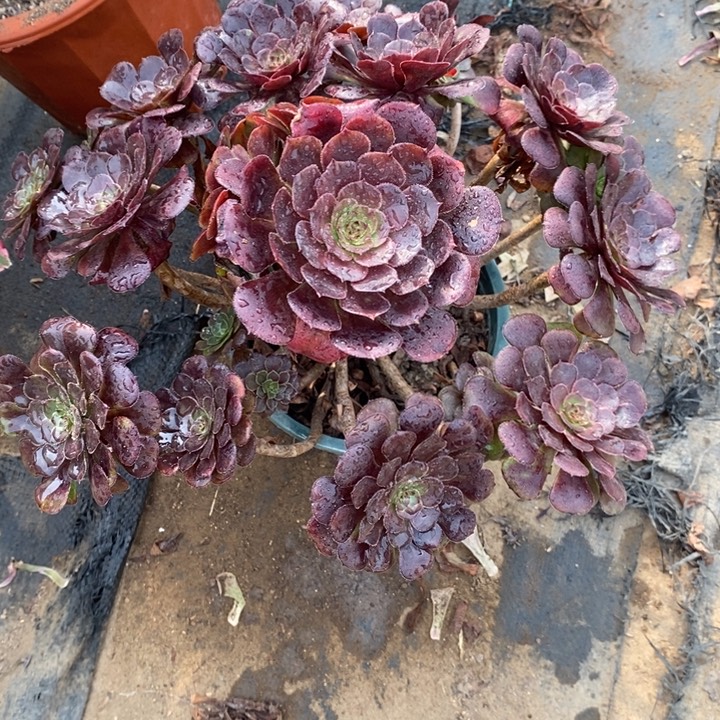 萝莉96多肉植物法师法师