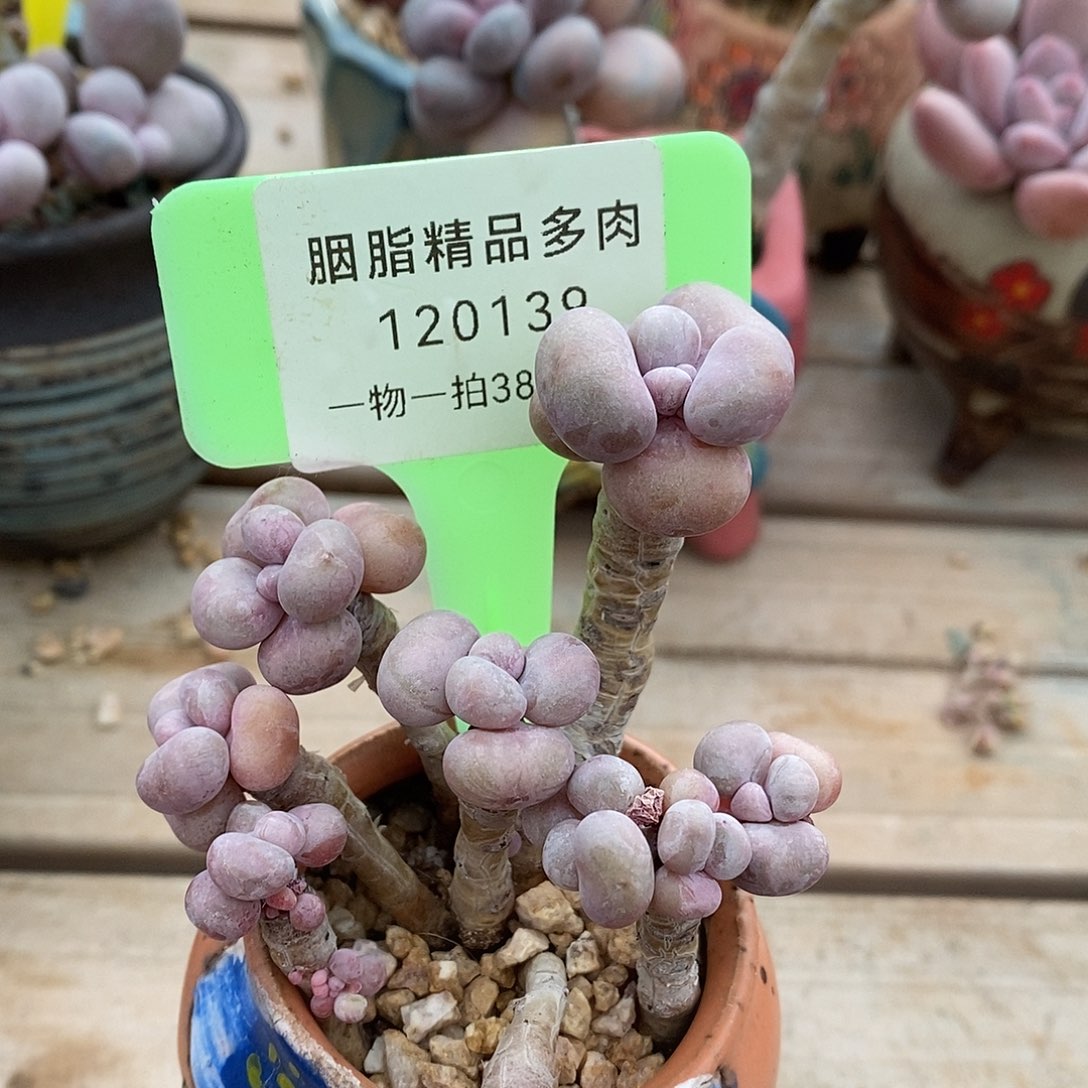 120139楼骷髅头姐姐了