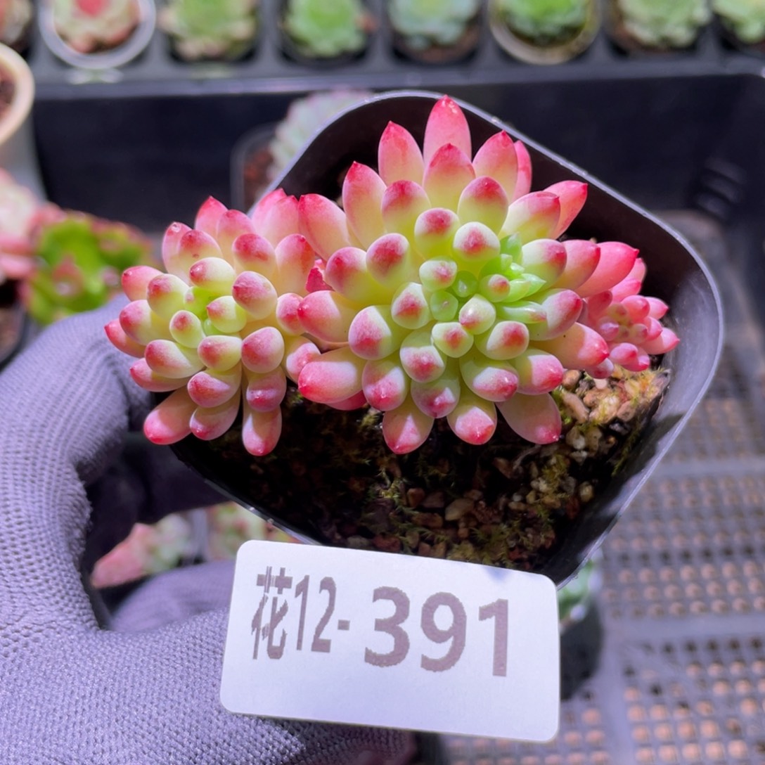 花利美12-391烟花