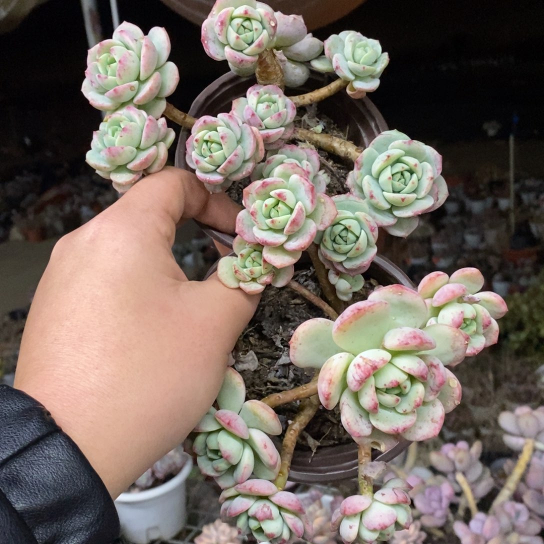 香草整桩两盆老桩