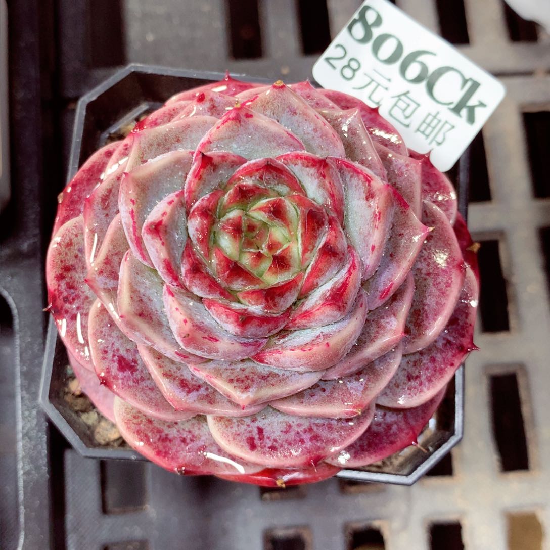 5厘米盆精控多肉806