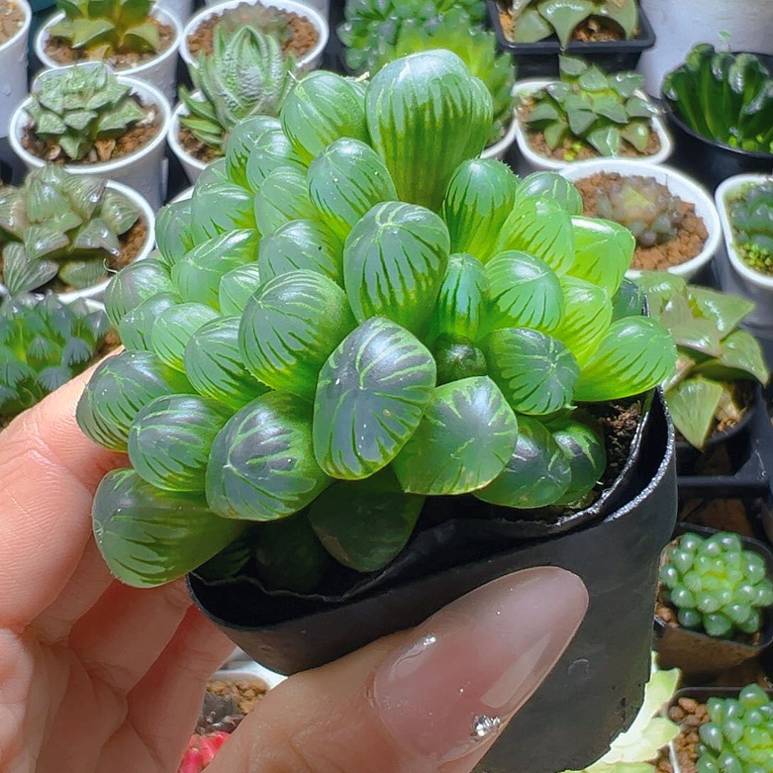 孙氏冰灯玉露多肉多肉一颗