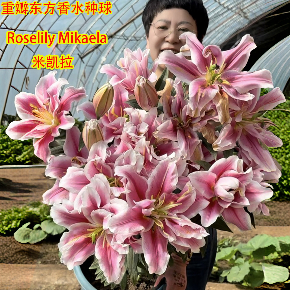 【米凯拉】重瓣玫瑰香水百合种球（球茎周长13/15）现在需盆栽 3个球