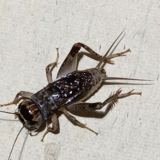 蛐坤园份房蟋蟀蛐