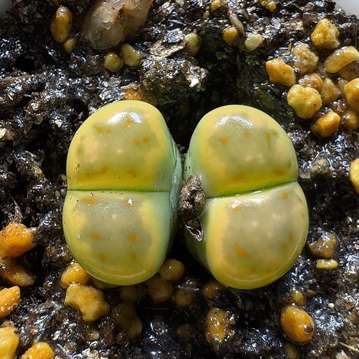 生石花111111。  191