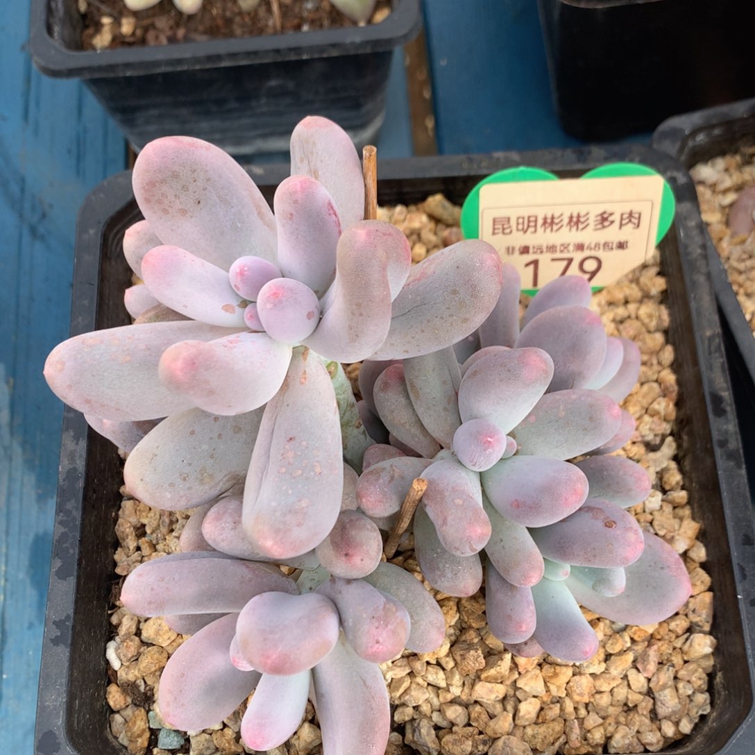 米可奶无砍老桩179