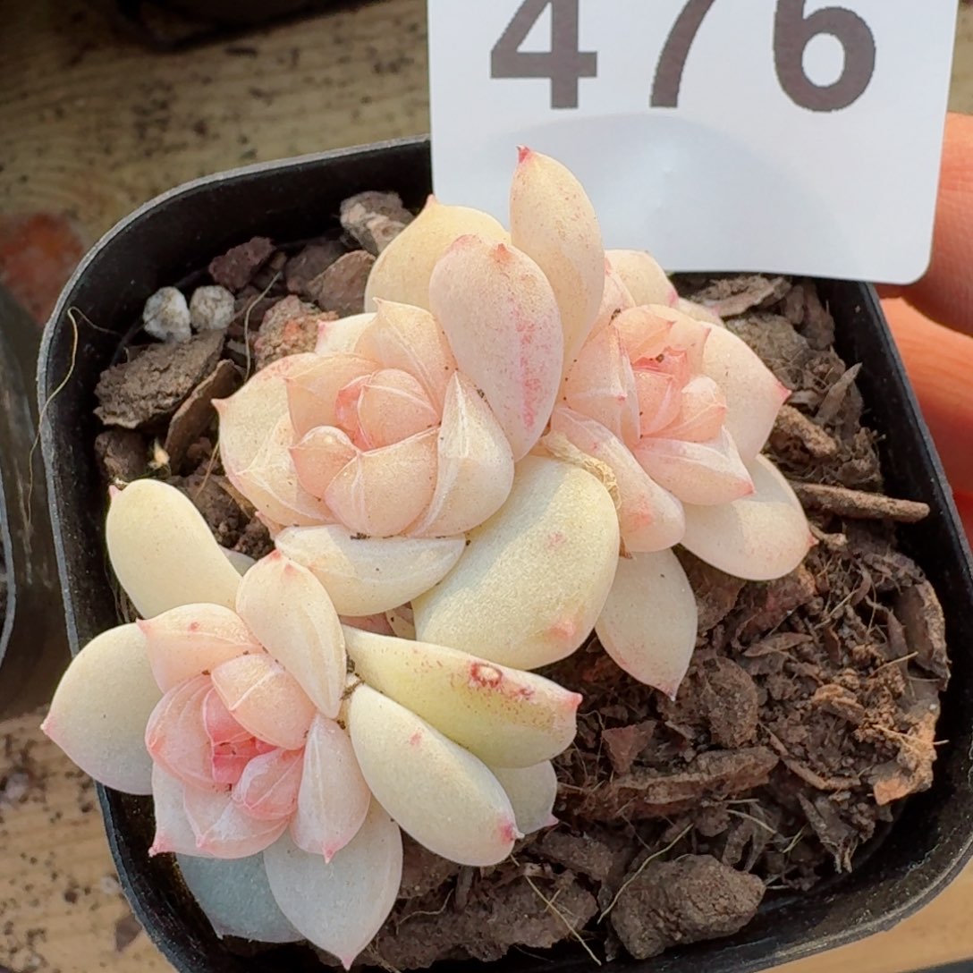 梨花雨       多肉植物