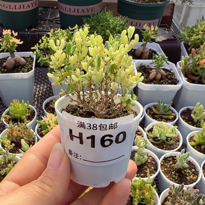 谢***伊多肉植物枝干米粒锦