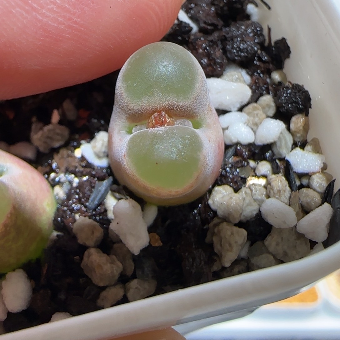 肉锥多肉植物百科-磁铁1638
