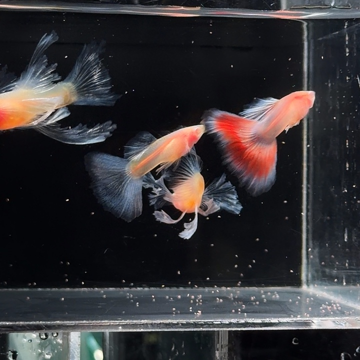 孔雀鱼蓝白玻璃体绣球两对一公红