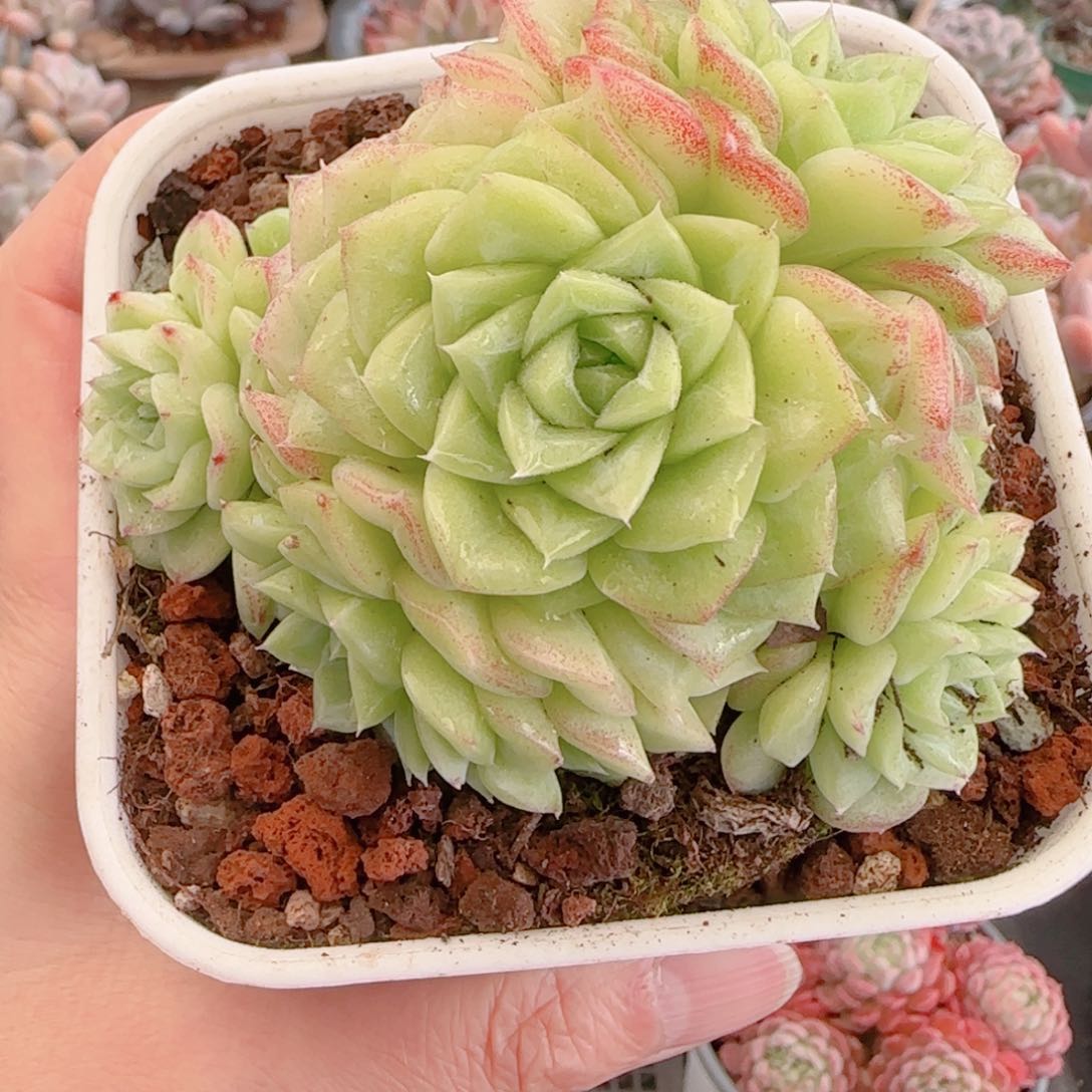 多肉植物8595……….