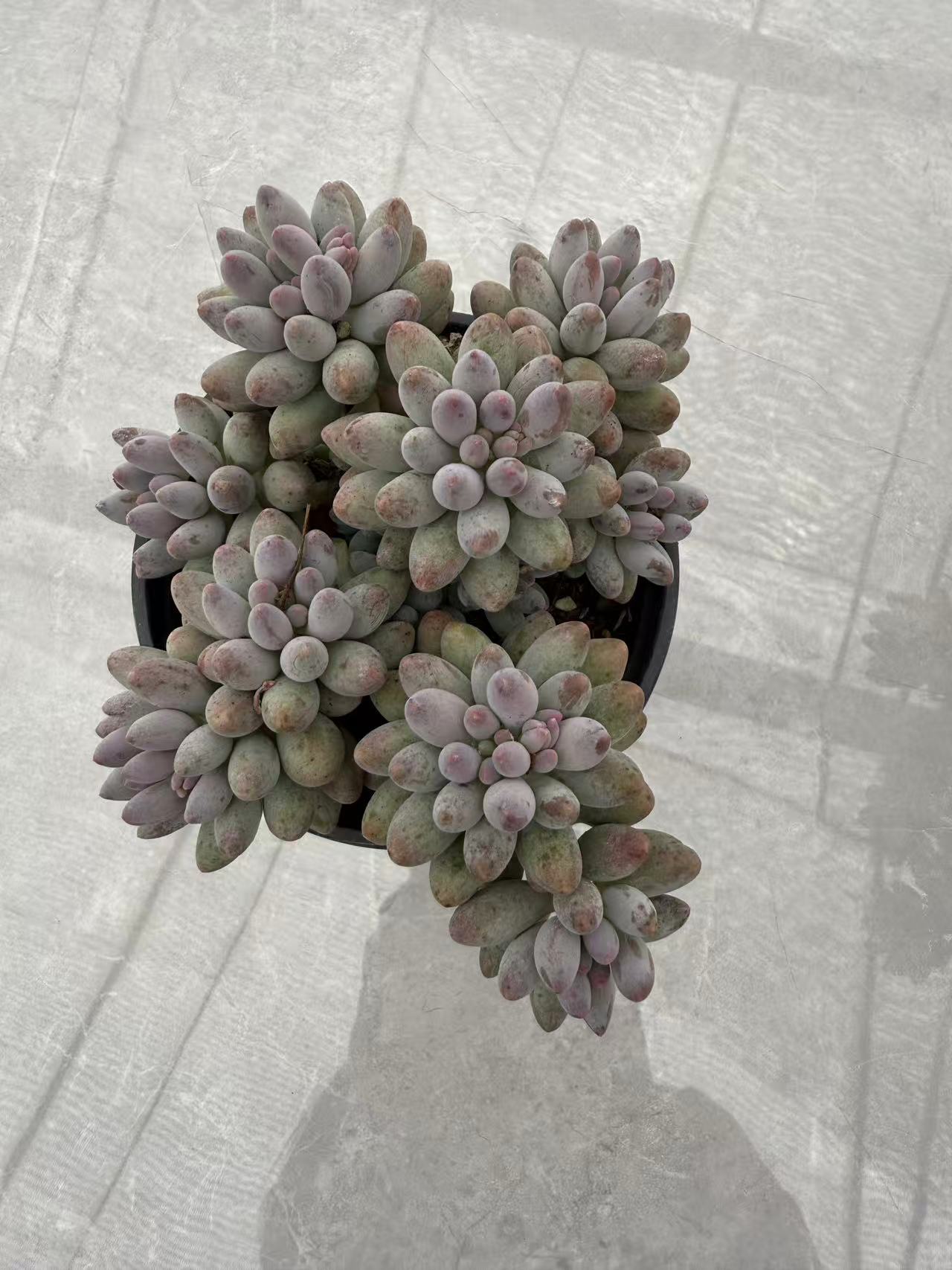 婴儿手指 多肉植物两单包邮