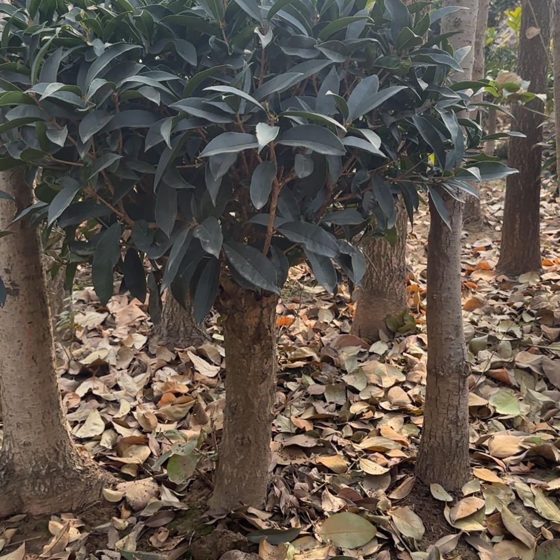 7***、无花朵桂花。四季桂系列