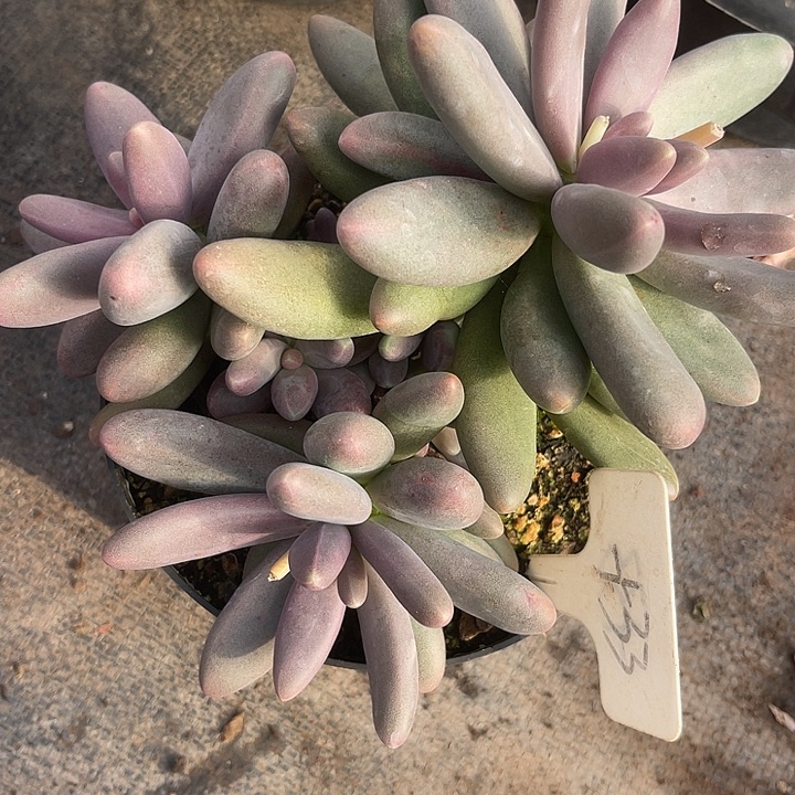 两单包邮，一物一拍，33糖果