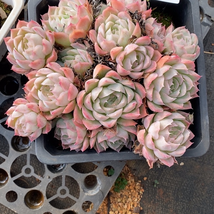 如***令1938杂交老桩基地～16厘米