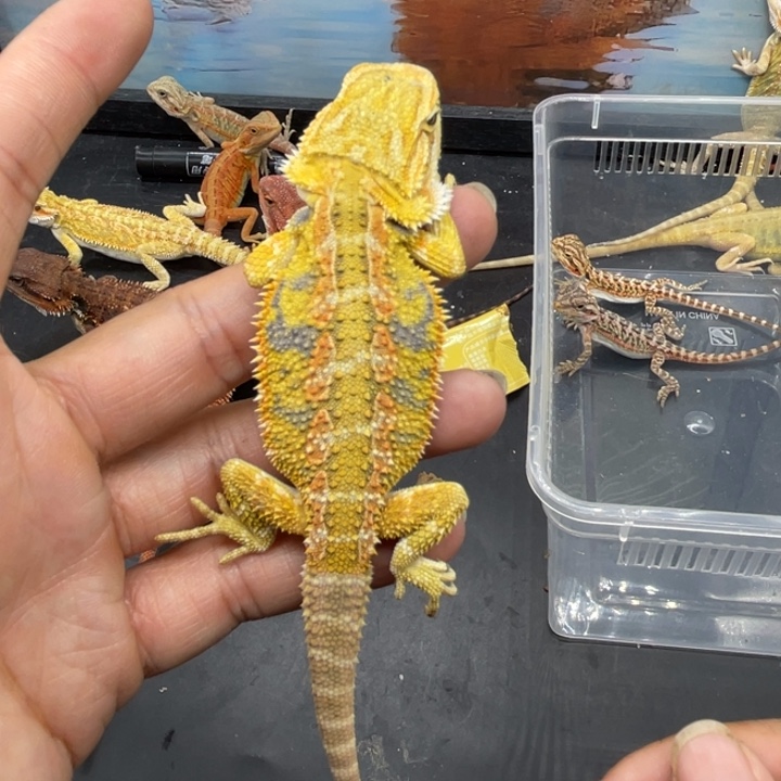 鬃狮蜥鬃狮自己挑