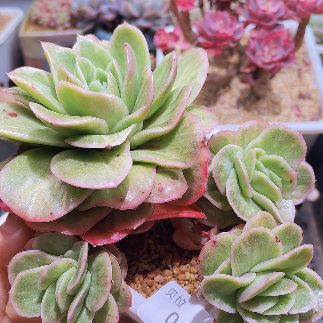 43 精品多肉一物一拍