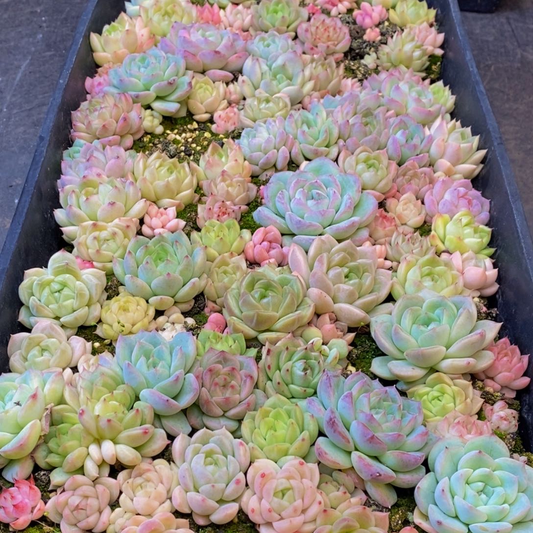 393多肉植物保护研究所所长的时候