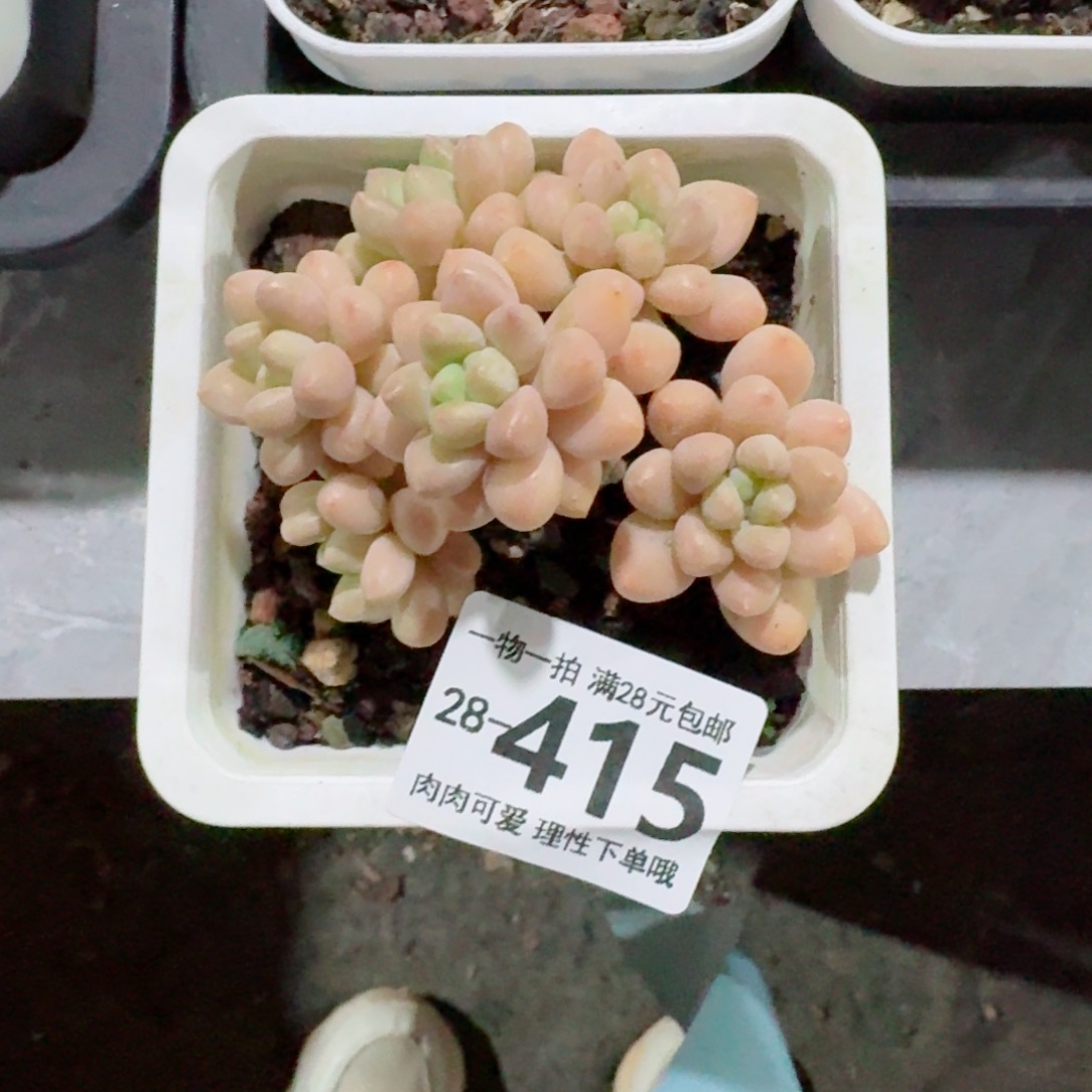 奶酪蛋糕无盆土发货无盆土发货无