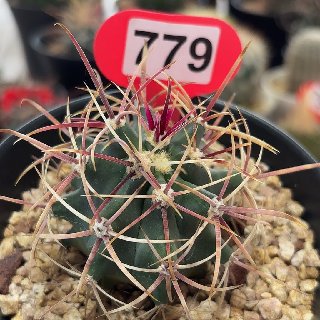 仙人球实 生仙人球 琥头