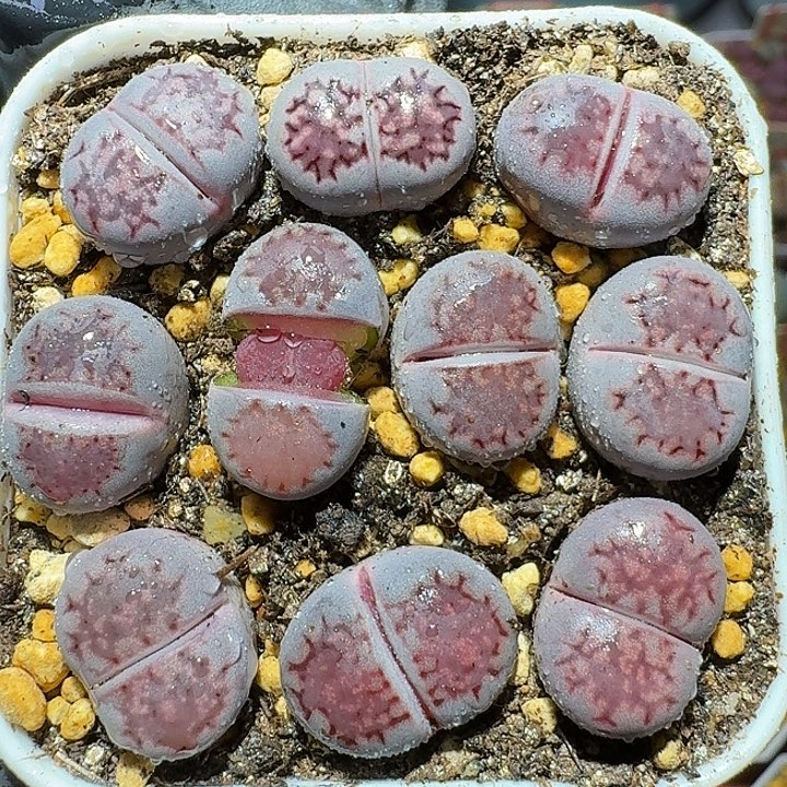 生石花111111。  127