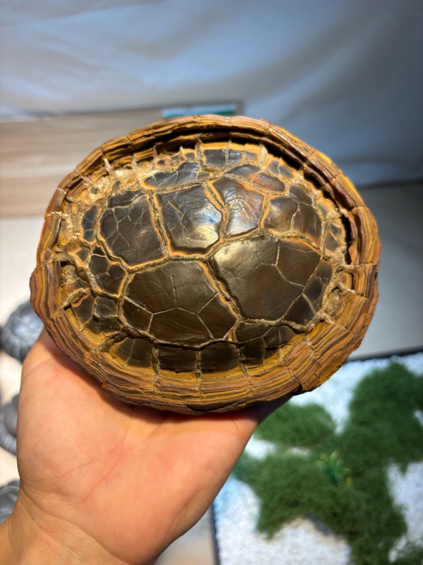 精品龟纹石茶宠摆件神器家用禅意风化专拍链接