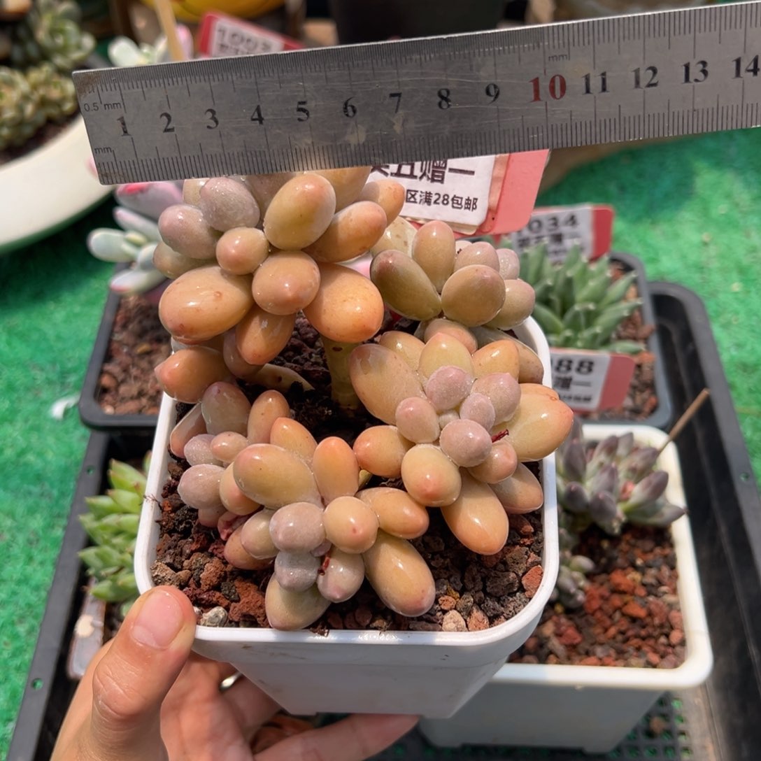 表妹精品多肉1019: