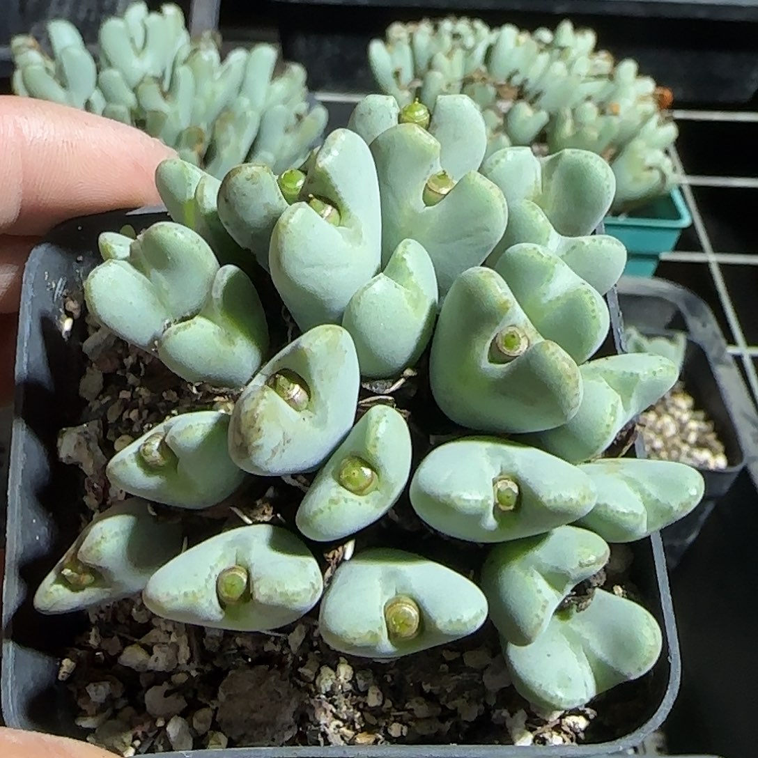 329号，7方盆，18包邮