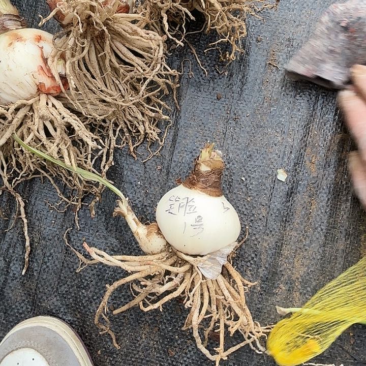 笑脸7左右带一大侧福利1号