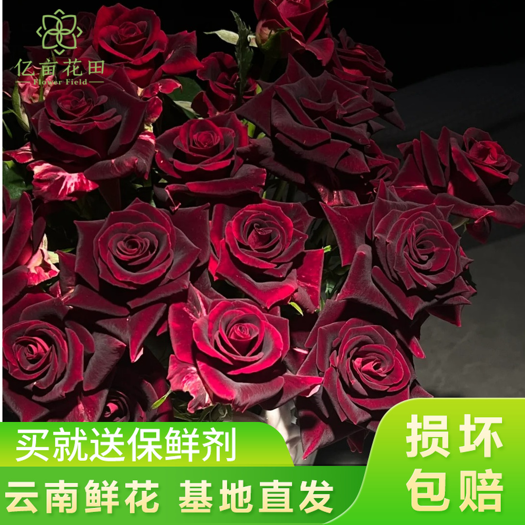 紫罗兰泡泡10支【全店任意满2件发顺丰京东】云南家用新鲜鲜花直发