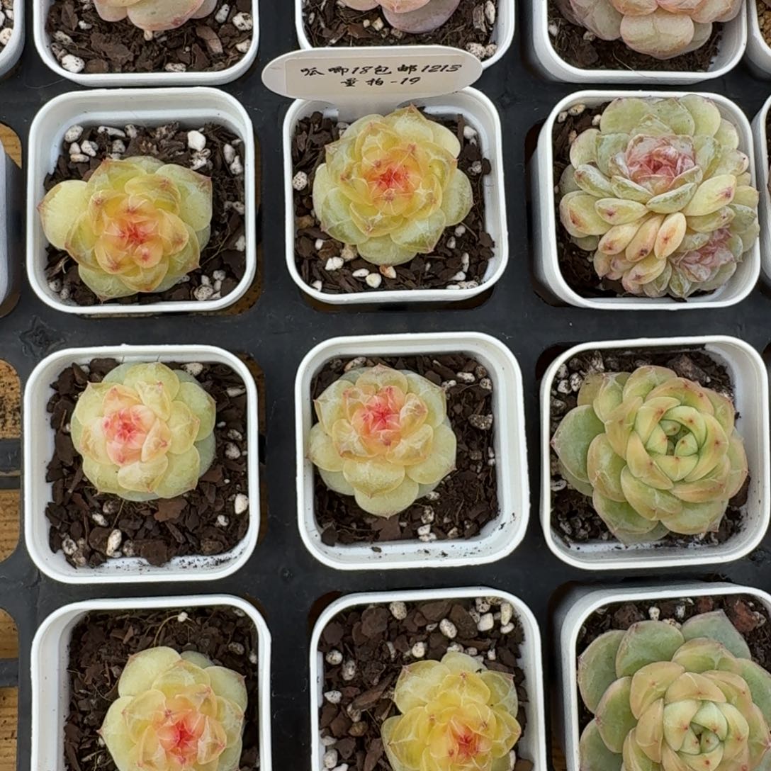 1213-019-红钻一颗量拍