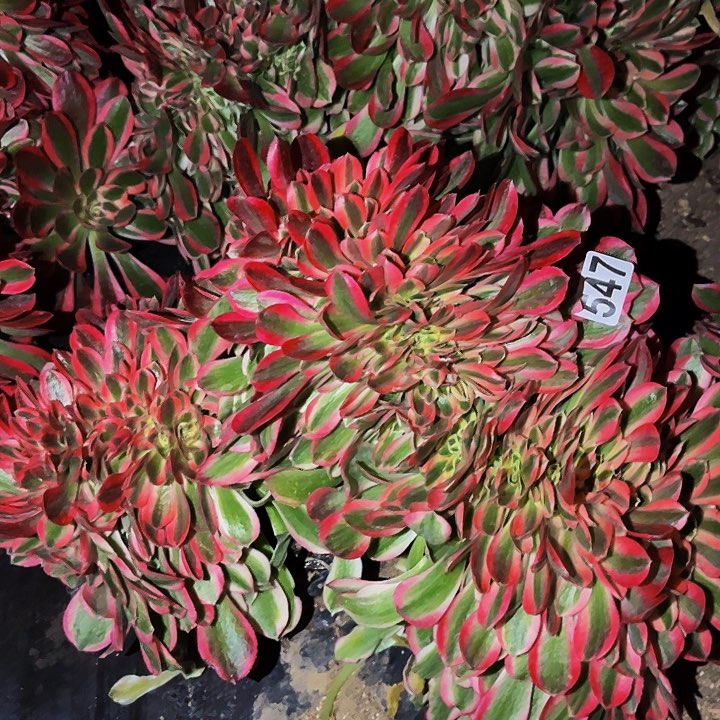 547女妖多肉植物